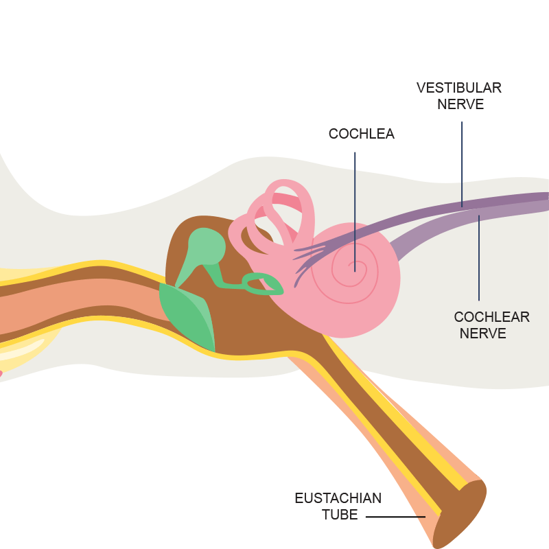 Inner Ear Anatomy