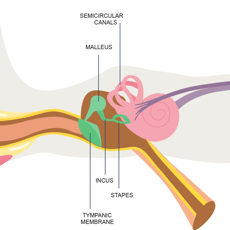 Middle Ear Anatomy