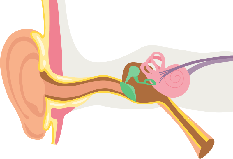 Ear Anatomy